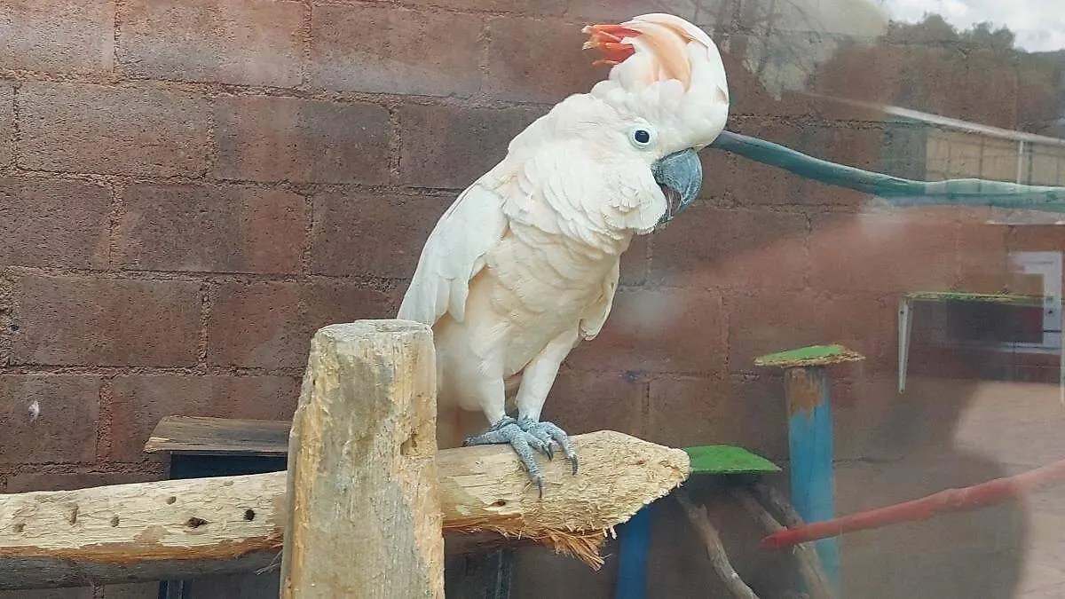 Las aves que no pueden regresar al cielo… porque son pruebas de un crimen. 🕊️