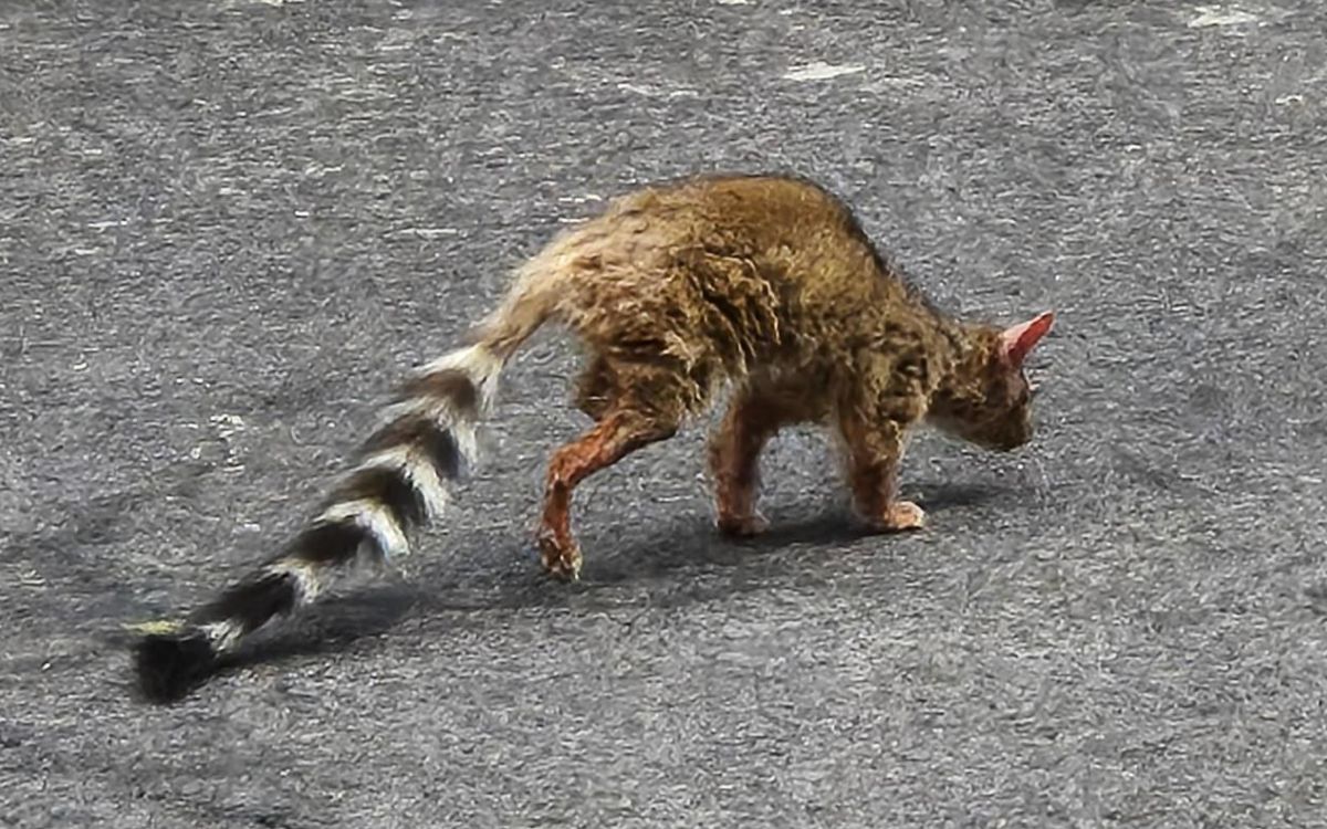 Vecinos de Fuentes de Satélite denuncian daños en viviendas y fauna por obras de Terralago; gobiernos se deslindan #FaunaSilvestre 📰